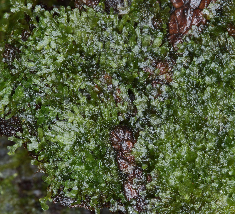 Riccardia multifida